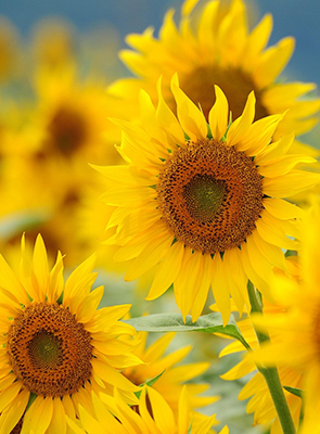 Sonnenblumen